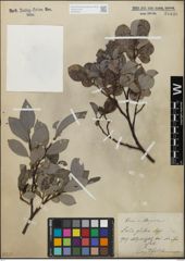 Foto von Salix glabra Scop.